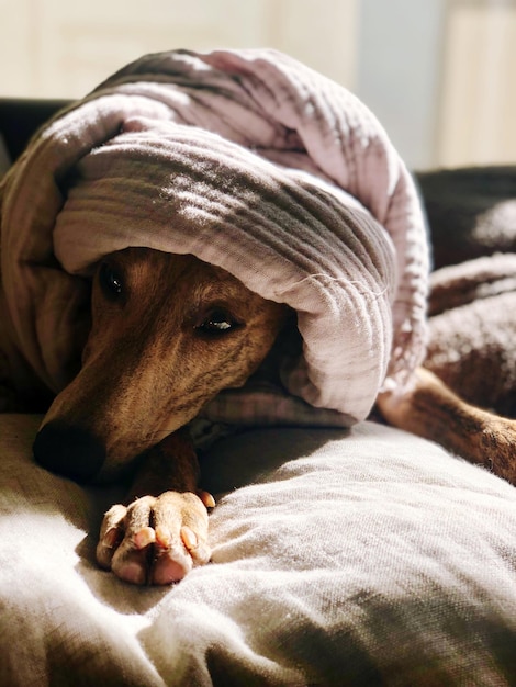 Cane che si rilassa sul letto a casa