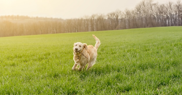 Cane che si siede nell'erba verde