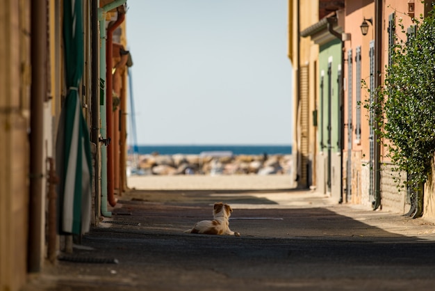 cane che stabilisce nel mezzo della piccola strada verso il mare in italia