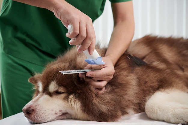 Cane che viene rasato nel salone di toelettatura