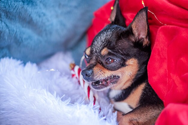 Cane chihuahua a casa su un plaid durante le vacanze di Natale o Capodanno. Concetto festivo di Natale.