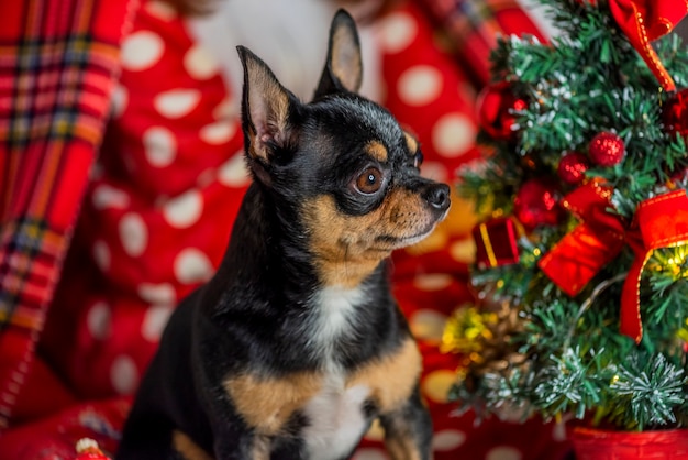 Cane chihuahua. Chihuahua e Natale. Adorabile chihuahua cane di Natale