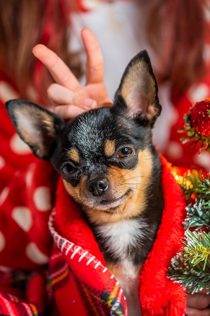Cane chihuahua. Chihuahua e Natale. Adorabile chihuahua del piccolo cane di Natale
