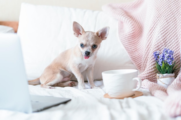 Cane Chihuahua coperto di coperta da tiro con una tazza di tè o caffè caldo