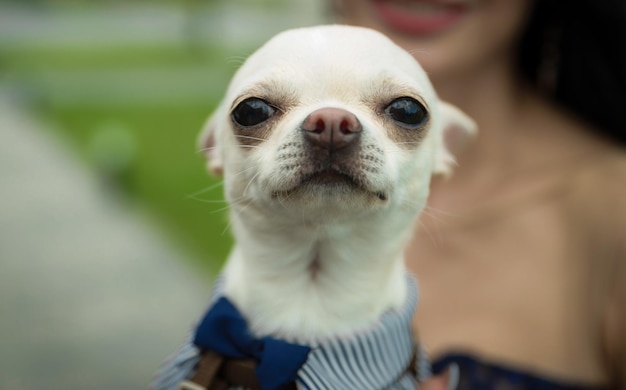 Cane Chihuahua in mano in costume