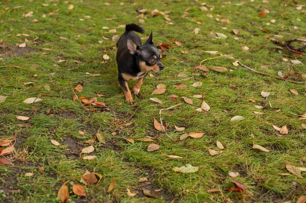 Cane chihuahua per una passeggiata. Chihuahua nero. Il cane in autunno cammina in giardino o nel parco