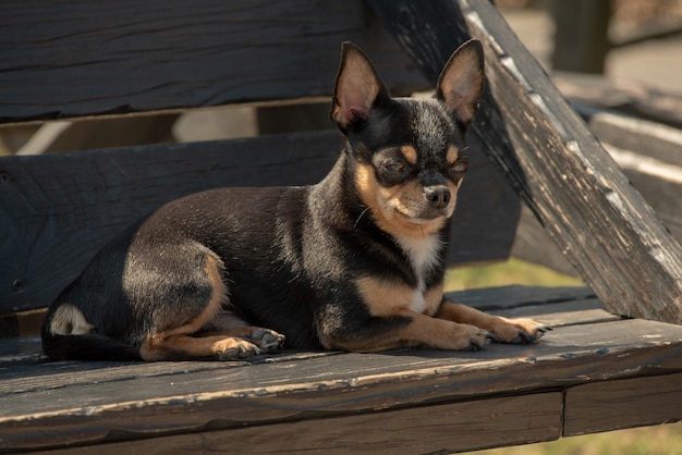 Cane chihuahua per una passeggiata. Chihuahua nero, marrone e bianco. Il cane in autunno cammina in giardino o nel parco. Razze di cani di piccola taglia. L'animale deve camminare all'aperto. Ritratto di un cane.