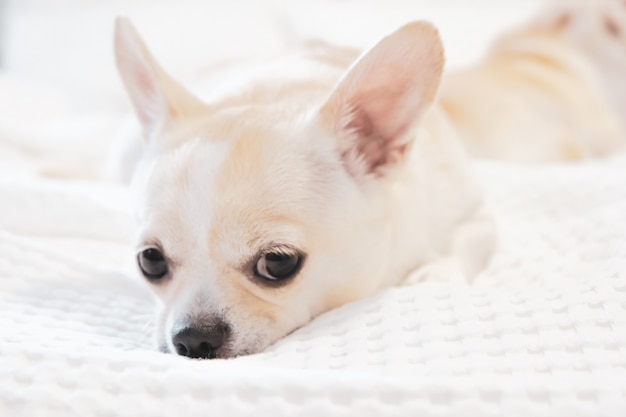 Cane chihuahua sdraiato su un letto con un lenzuolo bianco.