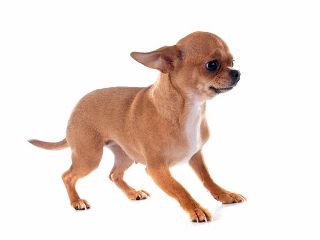 cane chihuahua