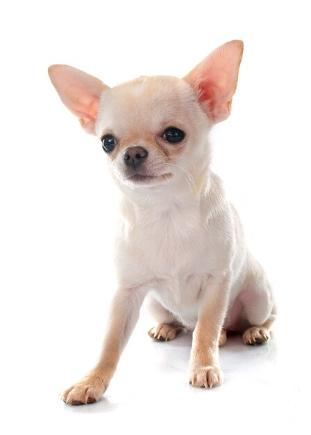 cane chihuahua