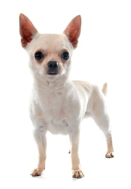 cane chihuahua