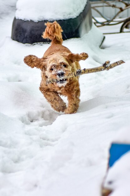 Cane Cocker Spaniel a Winter Park