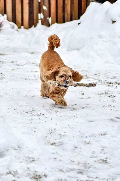 Cane Cocker Spaniel a Winter Park