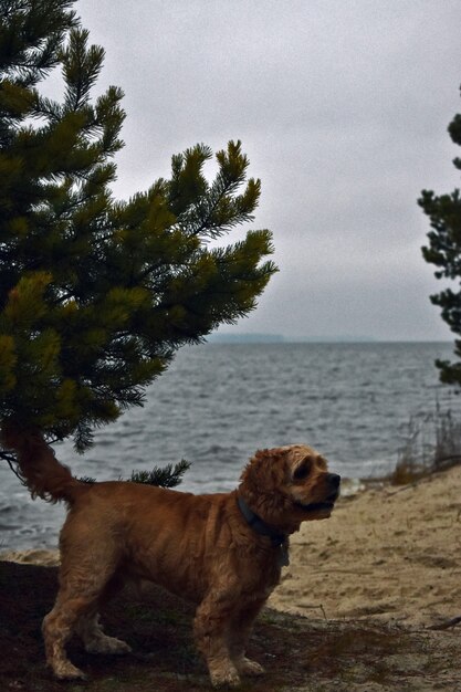 Cane Cocker Spaniel cammina sulla riva del fiume