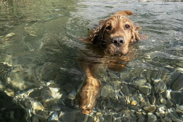 cane cocker spaniel che nuota nell'acqua del fiume