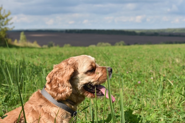 Cane Cocker Spaniel passeggiate nel campo estivo