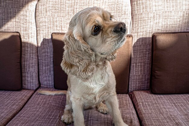 Cane Cocker spaniel Ritratto Un cane da caccia Animale domestico