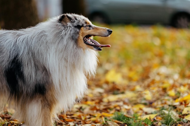 Cane collie con la bocca aperta di profilo su uno sfondo di foglie autunnali.