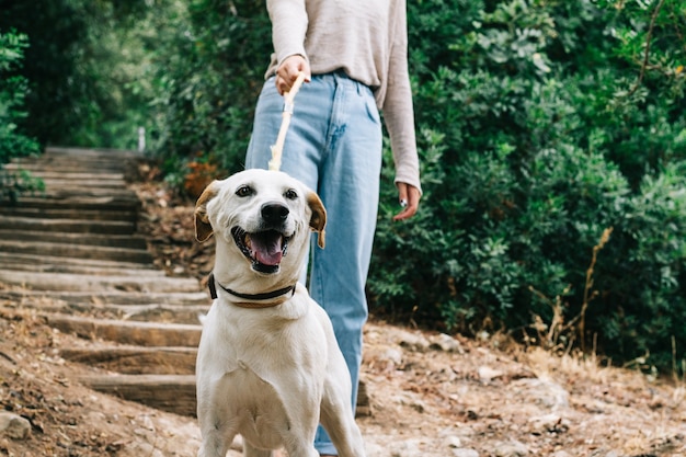 Cane color crema che viene calpestato in un parco da un giovane. Concetto di nuovo normale all'aperto.