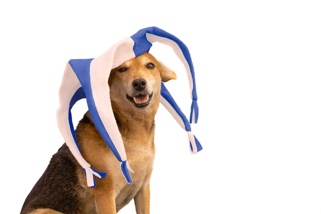 Cane con cappello arlecchino blu e bianco