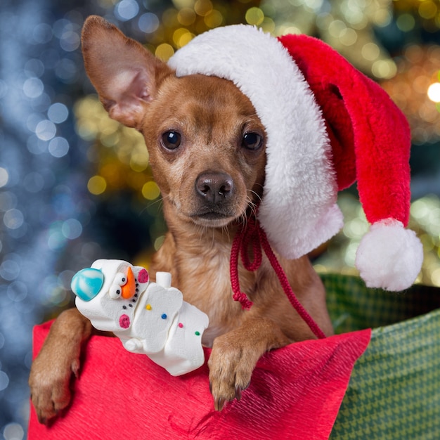 cane con cappello da Babbo Natale a casa