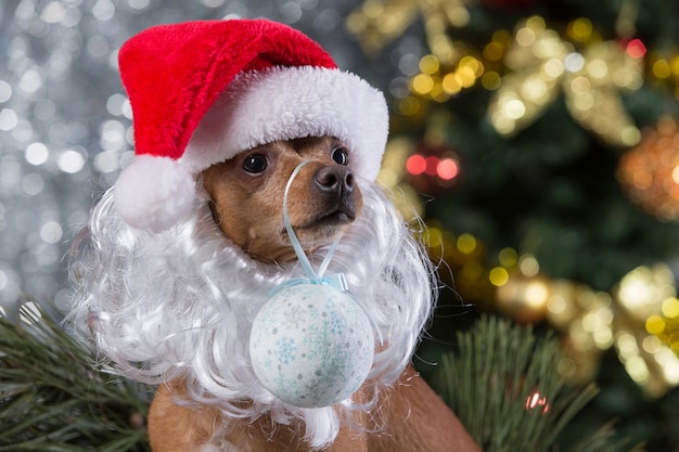 cane con cappello da Babbo Natale a casa
