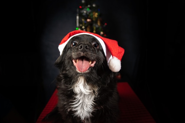 Cane con cappello di Babbo Natale e albero di Natale, sulla superficie rossa.