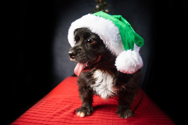 Cane con cappello di Babbo Natale e albero di Natale, sulla superficie rossa.