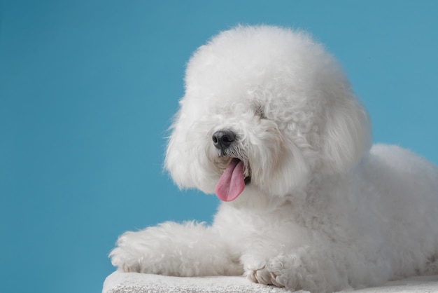 cane con cappotto bianco riccio Bichon Frize su uno sfondo blu bianco uniforme