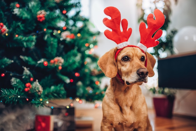 Cane con corna seduto sul pavimento