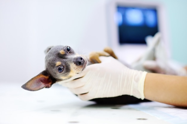 Cane con ecografia nell&#39;ufficio veterinario. Piccolo cane terrier in clinica veterinaria