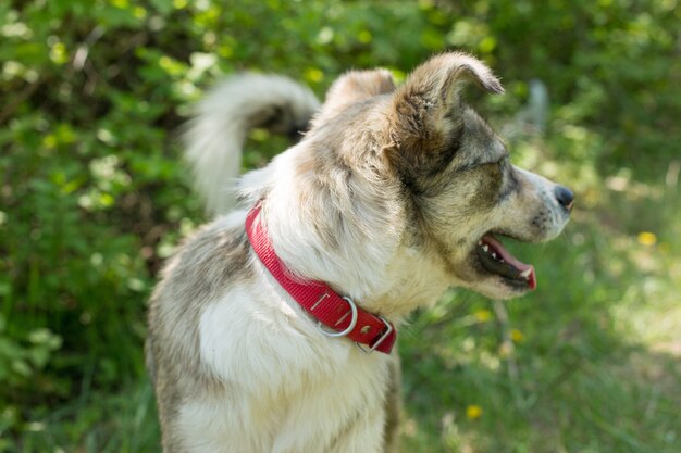 Cane con gli occhi bianchi, lupo husky sull'erba