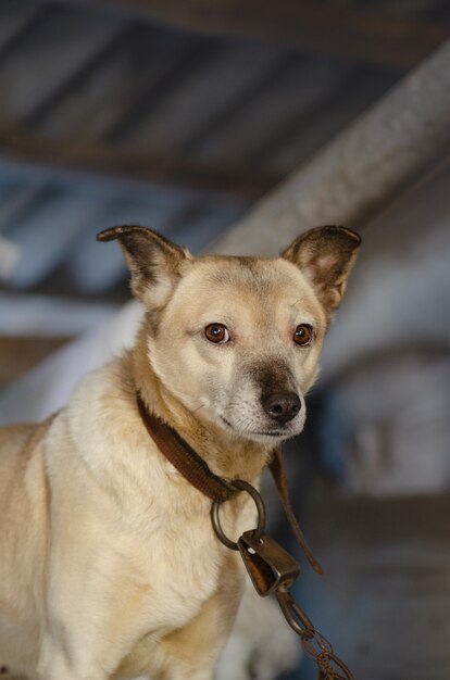 Cane con grandi occhi su sfondo scuro