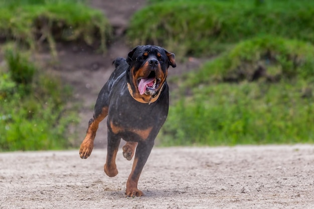 Cane con la bocca aperta che corre sul campo