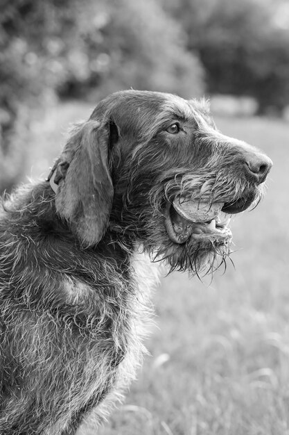 Cane con la palla in bocca