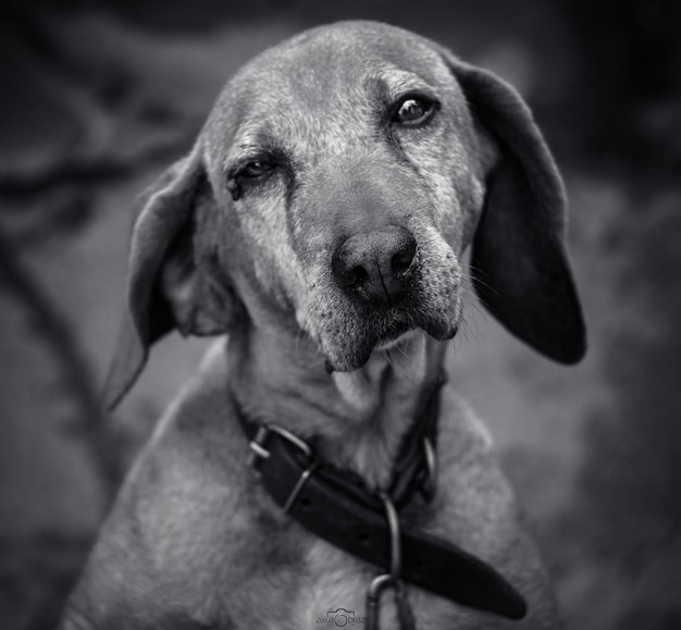 Cane con occhi tristi e belli