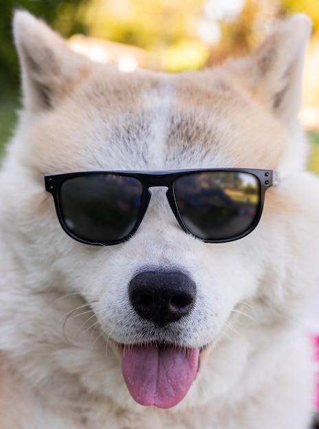 Cane con occhiali da sole, concetto estivo