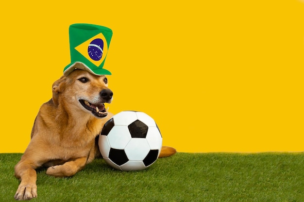 Cane con pallone da calcio e cappello con la bandiera del Brasile