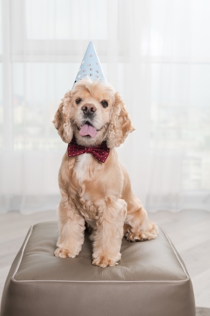 Cane con papillon e cappello da festa