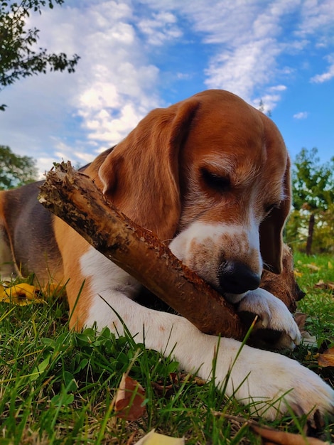 Cane con un primo piano del bastone