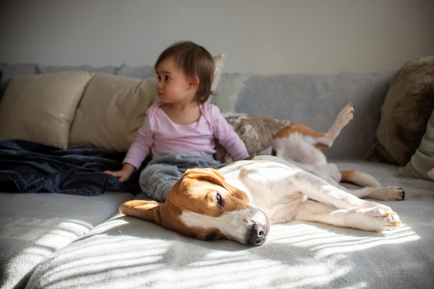 Cane con una bambina carina su un divano Beagle che dorme sul lato bambino sullo sfondo che guarda a sinistra