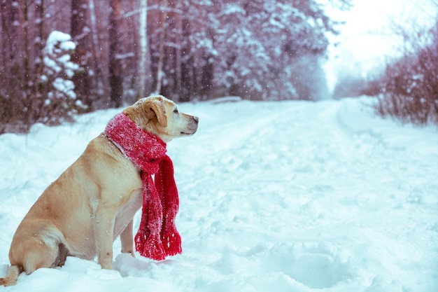 Cane con una sciarpa lavorata a maglia durante la nevicata in inverno Il cane si siede su una strada di campagna coperta di neve