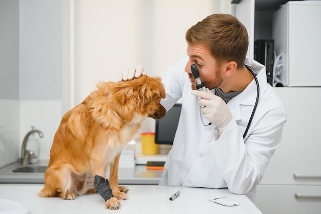 Cane con veterinari in clinica