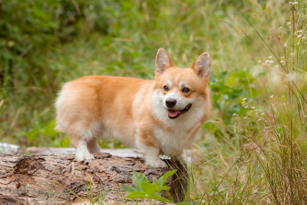 Cane Corgi a passeggio in estate