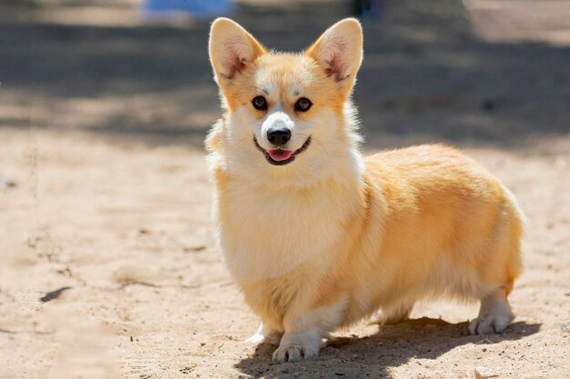 Cane Corgi a una mostra di cani Camminando con un cane Pembroke Corgi