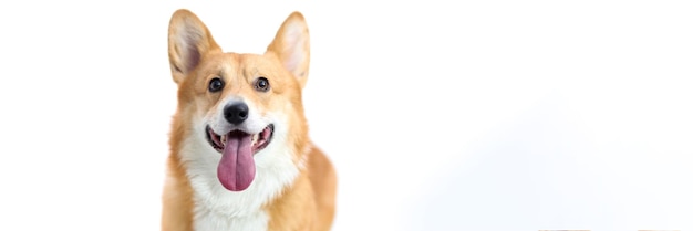 Cane Corgi con la lingua che sporge su sfondo bianco