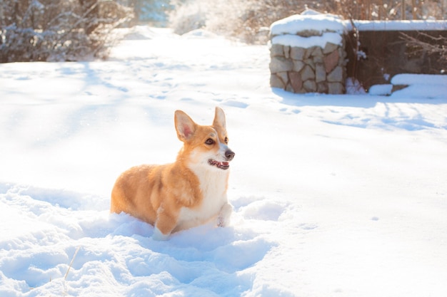 cane corgi gallese corre nella neve in inverno nel parco