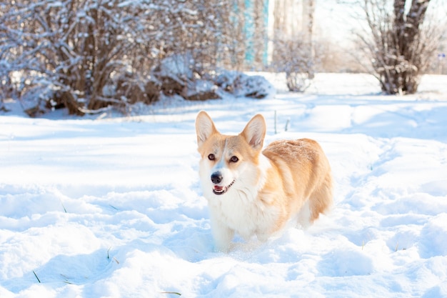 cane corgi in una passeggiata nella neve invernale