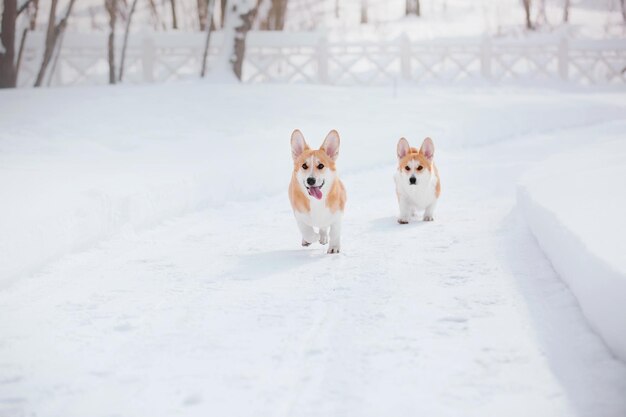 Cane Corgi nella neve. Cane in inverno. Cane in natura. Cane Corgi durante una passeggiata invernale