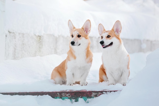 Cane Corgi nella neve. Cane in inverno. Cane in natura. Cane Corgi durante una passeggiata invernale